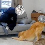 入院中、ふと家のカメラをのぞき見した結果→『夫と大型犬が遊んでる』と思ったら…『衝撃の瞬間』が39万再生「見事なV字ｗ」「ドン引きで草」(ブログ)