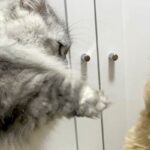 『猫パンチ』をされる犬→全く当たっていないのに…想定以上の『表情』が面白すぎると123万表示「寸止めｗｗ」「可愛すぎて吐きそう」と爆笑(ブログ)