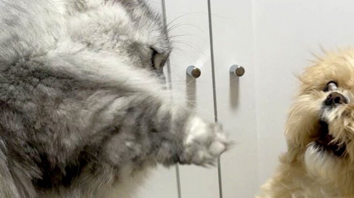 『猫パンチ』をされる犬→全く当たっていないのに…想定以上の『表情』が面白すぎると123万表示「寸止めｗｗ」「可愛すぎて吐きそう」と爆笑(ブログ)