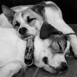 いくつもの困難を乗り越えてきた2匹の犬→血の繋がり以上の『家族の絆』に涙が止まらない「なんて良い家族」「幸せを祈ります」と65万再生(ブログ)