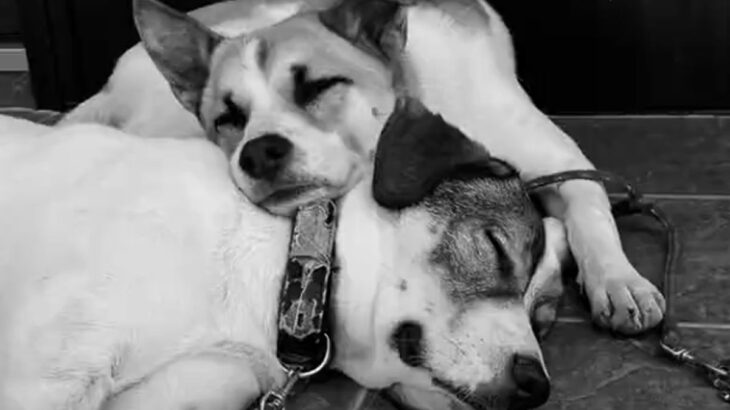 いくつもの困難を乗り越えてきた2匹の犬→血の繋がり以上の『家族の絆』に涙が止まらない「なんて良い家族」「幸せを祈ります」と65万再生(ブログ)