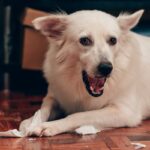 犬が『ティッシュ』で遊ぶのはなぜ？考えられる理由やイタズラを止めさせる方法まで(ブログ)