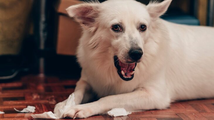 犬が『ティッシュ』で遊ぶのはなぜ？考えられる理由やイタズラを止めさせる方法まで(ブログ)