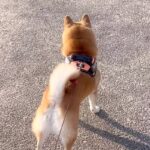 『初恋の男性』を見つけた犬→気が付いた瞬間に…『大好きが溢れている光景』が22万再生「どうにも止まらない」「乙女」「凄いダッシュｗ」(ブログ)