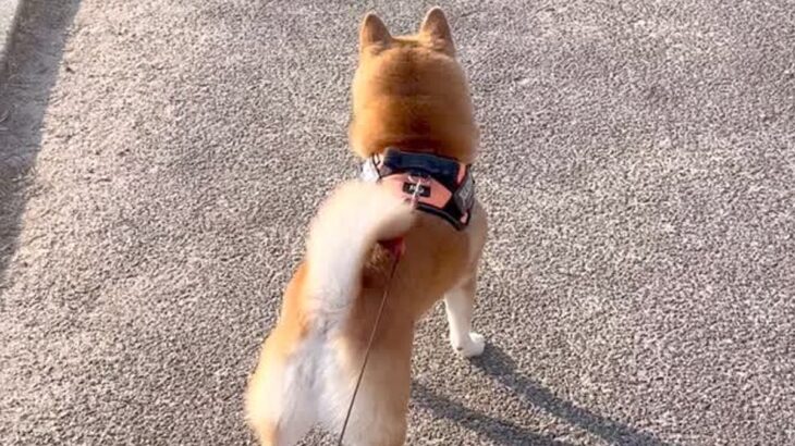 『初恋の男性』を見つけた犬→気が付いた瞬間に…『大好きが溢れている光景』が22万再生「どうにも止まらない」「乙女」「凄いダッシュｗ」(ブログ)