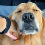 大型犬を動物病院に連れて行った結果→『怖がるかな』と思いきや…想定外だった『まさかの反応』に絶賛「満面の笑顔で可愛い」「強すぎるｗｗ」(ブログ)