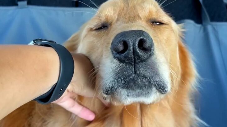 大型犬を動物病院に連れて行った結果→『怖がるかな』と思いきや…想定外だった『まさかの反応』に絶賛「満面の笑顔で可愛い」「強すぎるｗｗ」(ブログ)