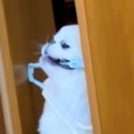 どうしてもハンガーを運びたい犬→扉に引っかかってしまって…思わず応援したくなる『必死すぎる光景』が54万再生「犬生1周目」「吹いたｗｗ」(ブログ)