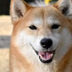 犬が『ありがとう』と言っているときにみせる行動５選　感謝のサインや正しい対応まで(ブログ)