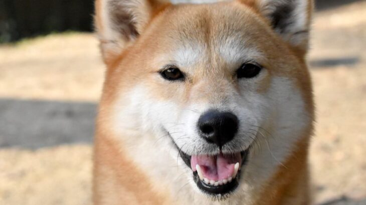 犬が『ありがとう』と言っているときにみせる行動５選　感謝のサインや正しい対応まで(ブログ)