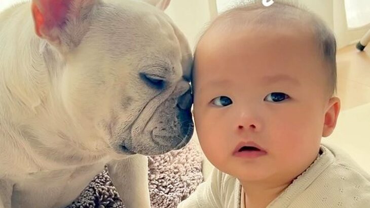 『赤ちゃんの匂い』が大好きな犬→クンクン嗅いでいたら、やめるタイミングを見失って…尊い光景が232万再生「幸せ空間」「心が浄化される」(ブログ)