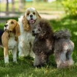 「知らなかった…」愛犬の肌質は犬種や年齢・性別で変化する！肌質を決める『3要素』を獣医が解説(ブログ)