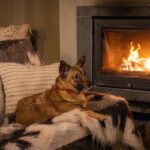 犬が『寒さに耐えている』ときにみせるサイン5選　飼い主がすべき配慮とは？(ブログ)