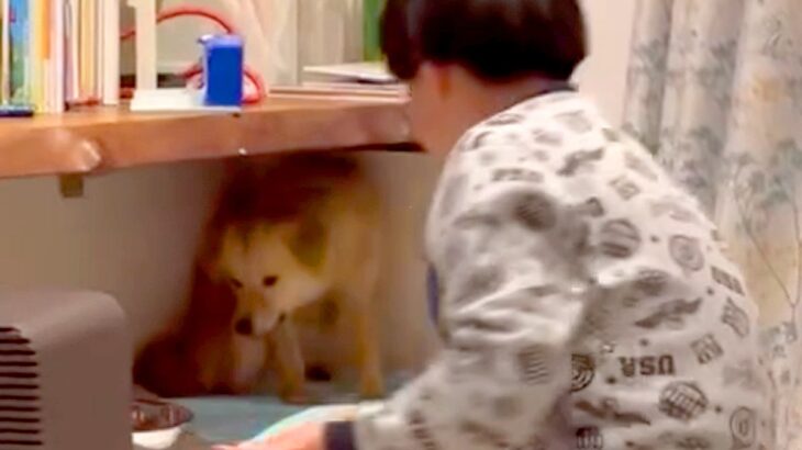 『ねえママ、あの子じゃダメ？』犬の保護施設に足を運んだ男の子が一言…涙が出る『お迎え後の光景』が60万表示「運命の出会い」「心に刺さる」(ブログ)