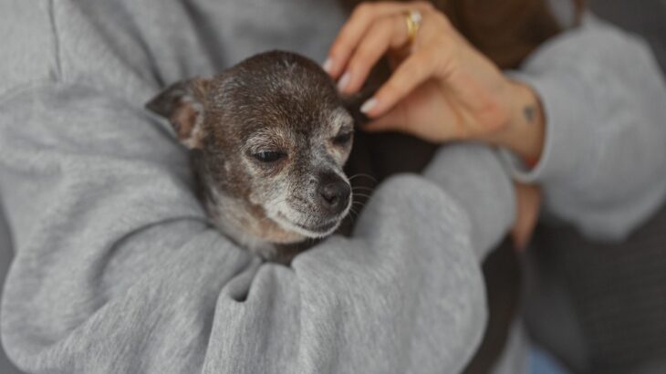 老犬の『危険な嘔吐』5選　吐いてしまう原因や今すぐに病院へ行くべき状態まで(ブログ)