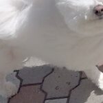 散歩をしている『モフモフの犬』→強風に吹かれた結果…『作画崩壊』してしまった光景が369万表示「風監督、仕事しすぎｗ」「歩くマシュマロ」(ブログ)