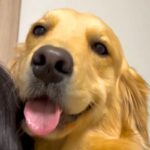 ママに抱っこされるのが大好きな大型犬→パパが抱っこしてみると…あまりにも『露骨すぎる態度の違い』に爆笑「緊張してて草」「不安そうｗｗ」(ブログ)