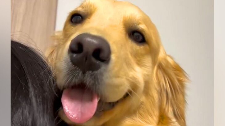 ママに抱っこされるのが大好きな大型犬→パパが抱っこしてみると…あまりにも『露骨すぎる態度の違い』に爆笑「緊張してて草」「不安そうｗｗ」(ブログ)