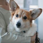 『優しい心をもつ犬』がみせるサイン5選　感情が安定しているワンコの特徴や注意点まで(ブログ)