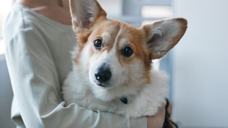 『優しい心をもつ犬』がみせるサイン5選　感情が安定しているワンコの特徴や注意点まで(ブログ)