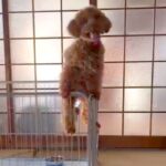 絶対にケージから脱走する犬→1万円の高い柵、屋根まで作成した結果…まさかの結末が174万再生「吹いたｗｗ」「なんて可愛い攻防戦なの」(ブログ)