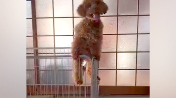 絶対にケージから脱走する犬→1万円の高い柵、屋根まで作成した結果…まさかの結末が174万再生「吹いたｗｗ」「なんて可愛い攻防戦なの」(ブログ)