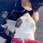 散歩中『警察官』に出会った犬→パトカーから降りてきて…素敵すぎる『微笑ましい光景』に反響「優しい時間が流れてる」「ほんと無邪気で可愛い」(ブログ)