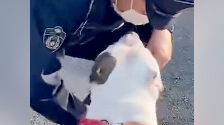 散歩中『警察官』に出会った犬→パトカーから降りてきて…素敵すぎる『微笑ましい光景』に反響「優しい時間が流れてる」「ほんと無邪気で可愛い」(ブログ)