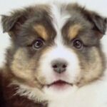 『子どもが怖がるから捨てた』1歳までに3回も家族が変わった犬→『またひとりになるの？』と怯えて…現在の光景に思わず涙「運命の出会い」(ブログ)