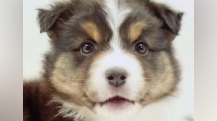 『子どもが怖がるから捨てた』1歳までに3回も家族が変わった犬→『またひとりになるの？』と怯えて…現在の光景に思わず涙「運命の出会い」(ブログ)