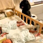 『双子の赤ちゃん』が産まれたら、犬たちが興味津々になって…可愛いが渋滞している『見守り隊』に反響「なんて微笑ましい」「みんな可愛すぎ」(ブログ)
