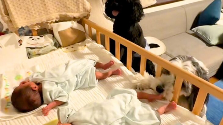 『双子の赤ちゃん』が産まれたら、犬たちが興味津々になって…可愛いが渋滞している『見守り隊』に反響「なんて微笑ましい」「みんな可愛すぎ」(ブログ)