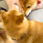 兄犬に怒られてしまった弟犬→完全に拗ねてしまって…まるで『人間の子どものような光景』が114万再生「分かりやすいｗｗ」「犬社会も大変」(ブログ)