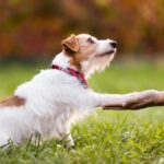 ネズミのおしっこで感染？「レプトスピラ症」から犬を守る方法【獣医が解説】(ブログ)