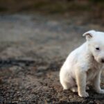 犬が『捨てられた』と勘違いする絶対NG行為４選　愛犬の心にトラウマを植え付けるタブー行動とは？(ブログ)