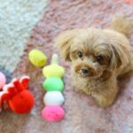 犬の気持ちが乗らない『おもちゃ』の特徴4つ　すぐに遊ぶのをやめてしまう玩具の共通点とは？(ブログ)