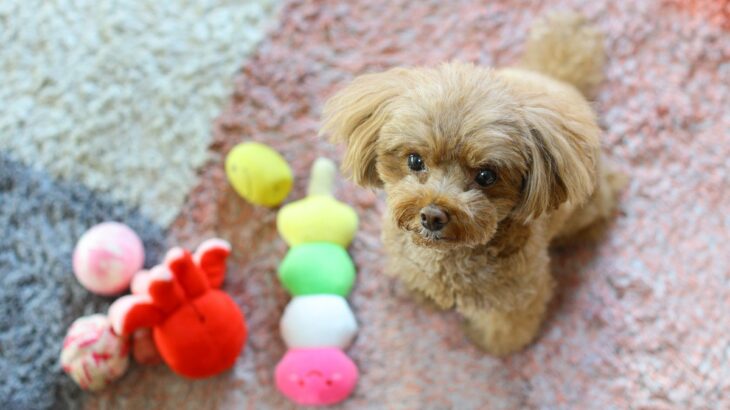 犬の気持ちが乗らない『おもちゃ』の特徴4つ　すぐに遊ぶのをやめてしまう玩具の共通点とは？(ブログ)