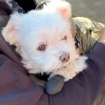 リハビリのため入院中のパパ→ママが『犬を連れて病院に会いに行った』結果…1ヶ月ぶりの『再会の瞬間』に思わず涙「すごく感動した」「強い絆」(ブログ)