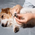 【獣医が解答】人間用の保湿剤、犬にもOK？今すぐチェック！絶対避けたい「NGアイテム＆使ってもいいモノ」(ブログ)