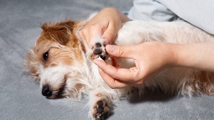 【獣医が解答】人間用の保湿剤、犬にもOK？今すぐチェック！絶対避けたい「NGアイテム＆使ってもいいモノ」(ブログ)