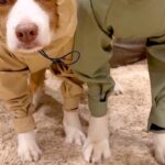 雨の日、犬たちが『カッパを着せられる』と察した結果→わかりやす過ぎる『納得いっていない表情』が133万再生「絶望の顔で草」「虚無ｗｗ」(ブログ)