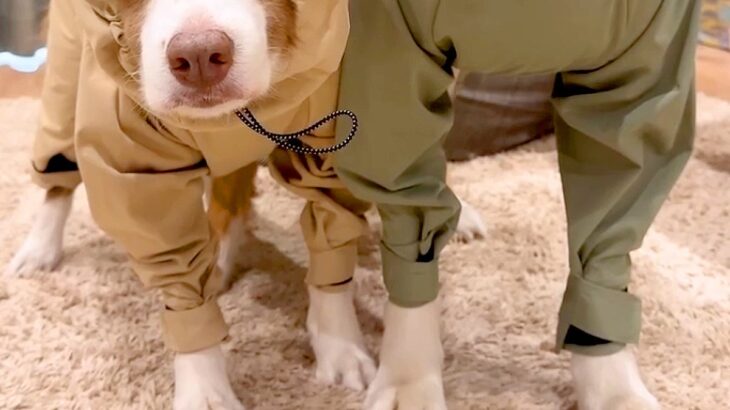 雨の日、犬たちが『カッパを着せられる』と察した結果→わかりやす過ぎる『納得いっていない表情』が133万再生「絶望の顔で草」「虚無ｗｗ」(ブログ)
