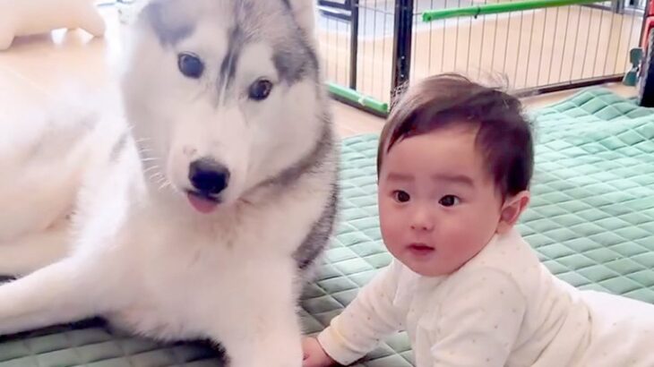 赤ちゃんのことが好きすぎる大型犬→まるで会話しているようで…『本当の兄弟のような光景』が尊すぎると327万再生「優しい目」「可愛い世界」(ブログ)