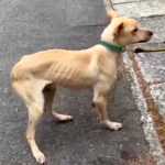 山中に捨てられた『骨が浮き出るほどガリガリの犬』→不安な顔をして…涙溢れる『幸せを掴んだ光景』に感動の声「愛を感じる…」「泣いちゃった」(ブログ)