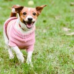 『洋服を着せたほうがいい犬種』５選　服が必要なワンコの共通点とは？(ブログ)