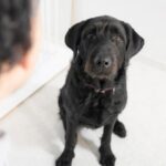 犬のことを『見つめ続けてはいけない』って本当？視線を合わせるデメリットや注意点まで(ブログ)