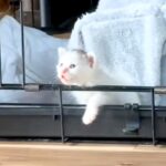 『突然、屋根の上から落ちてきた子猫』を緊急保護→家にいた犬が…あまりにも尊い『初対面の光景』に反響「神様に選ばれたんだ」「見守ってる」(ブログ)