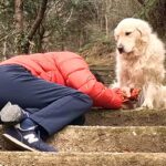 散歩中、大型犬の飼い主が『倒れたフリ』をした結果→必死に起こそうとして…思わず涙する『健気な行動』に反響「一生懸命助けようと…」「感動」(ブログ)