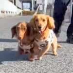 散歩中の犬2匹を撮影→カメラに激突してしまい…思いもよらない『まさかの展開』が31万再生「初めて見る現象ｗｗ」「コントで草」と爆笑続々(ブログ)