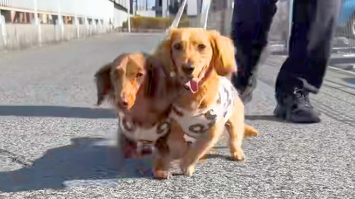 散歩中の犬2匹を撮影→カメラに激突してしまい…思いもよらない『まさかの展開』が31万再生「初めて見る現象ｗｗ」「コントで草」と爆笑続々(ブログ)